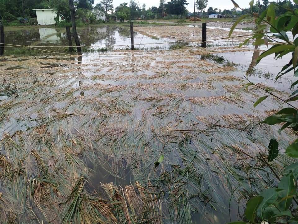 कैलालीमा २१ हजार हेक्टरमा लगाइएको धानबाली पूर्ण रूपमा नष्ट, दुई अर्ब रुपैयाँ भन्दा धेरैकाे क्षति